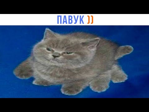 Видео: СТРАШНЫЙ ПАВУК ))) Приколы | Мемозг 1663