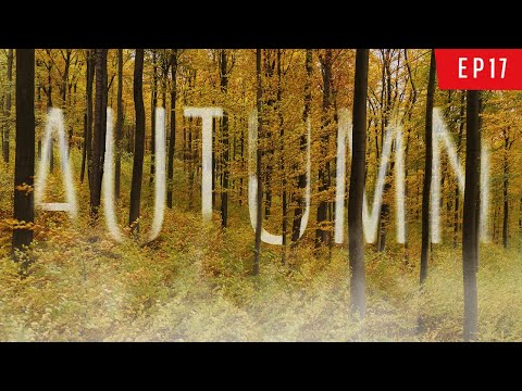 Видео: Осенняя фотография в моем родном городе — Nikon D700 и D850