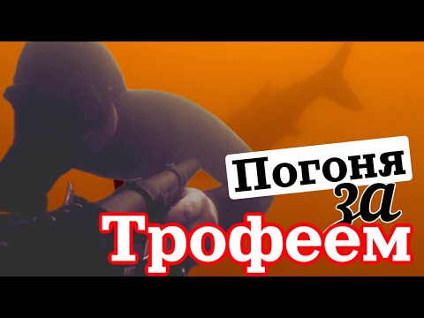 Видео: Подводная охота  Солнце, Муть и Толстолобик