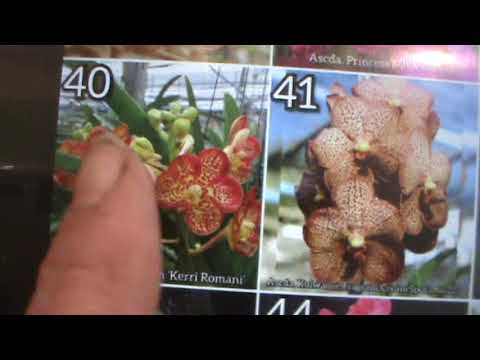 Видео: Что купила у Регины! ч.№2 Дендробиумы