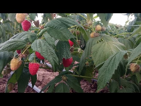 Видео: Полька сорту жакшы тушум берип атат. 🇰🇬🚀🇰🇬❤️🚀🇰🇬