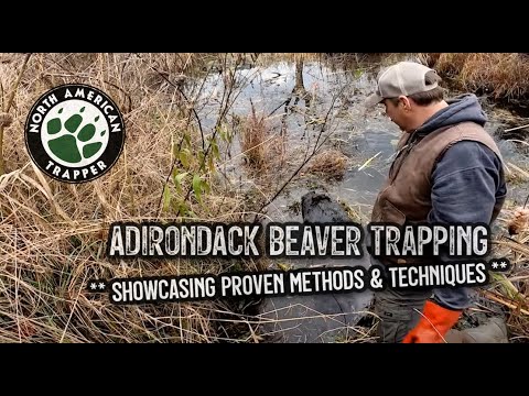Видео: Отлов бобров в АДИРОНДАКЕ ** Демонстрация проверенных методов и приемов **
