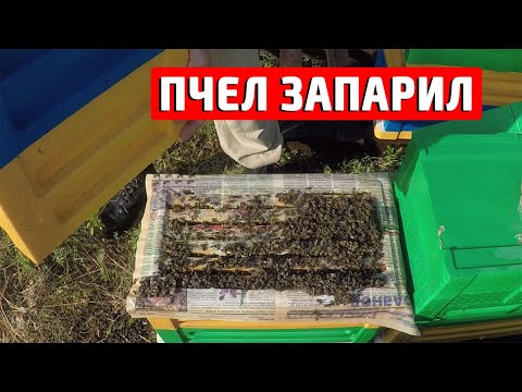Видео: Ошибки пчеловода при Объединении пчелиных семей. Запарил пчел.