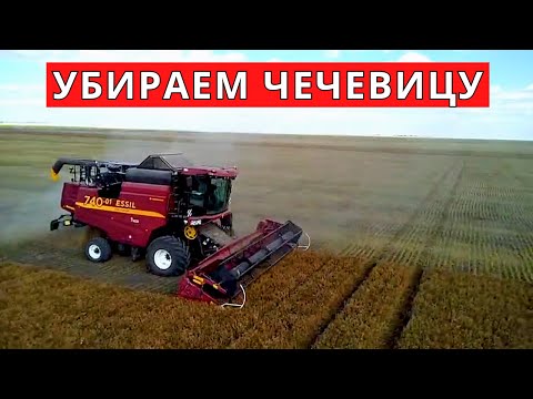Видео: Красная чечевица с рекордной урожайностью — 37 ц/га!