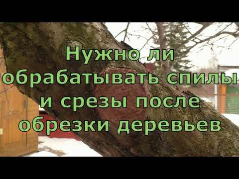 Видео: Нужно ли обрабатывать спилы и срезы после обрезки