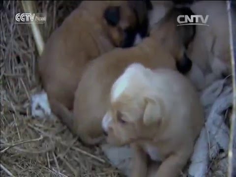 Видео: Новый Шелковый путь Серия 5 -- Путешествие бессмертных 2