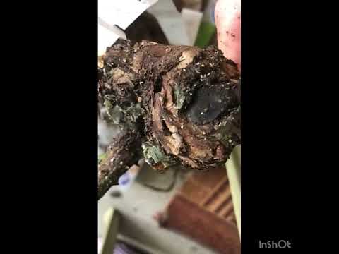 Видео: Саженец за 5000 ₽ , или большая « охота» за мечтой ) .Обзор одного питомника .