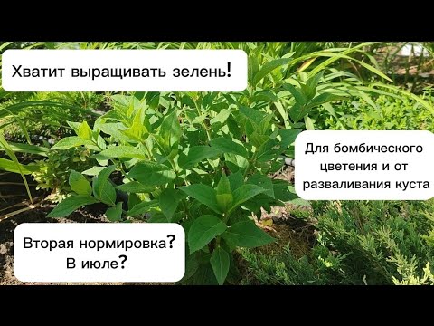 Видео: Огромные шапки у гортензий или пышный зелёный куст? Повторная нормировка для шикарного цветения!