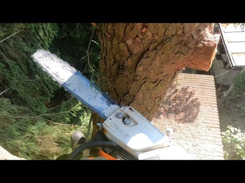 Видео: Арбористика‼️Аккуратное удаление, наклонившегося на дом дерева, в очень стесненных условиях.
