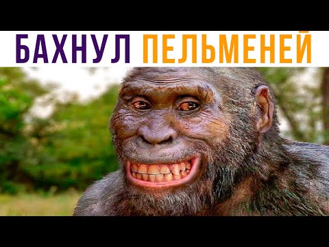 Видео: БАХНУЛ ПЕЛЬМЕНЕЙ))) Приколы | Мемозг #552