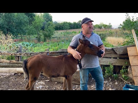 Видео: Жизнь в деревне. Тяжёлая жизнь в горах. Документальный фильм.