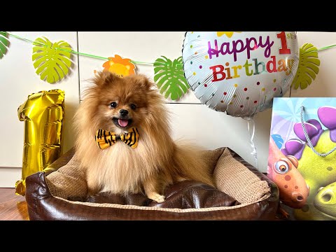 Видео: 1-й День Рождения у Патрика🥳/ мой шпиц