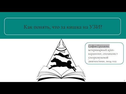 Видео: Как понять, что за кишка на УЗИ? | Запись вебинара | УЗИ собак и кошек