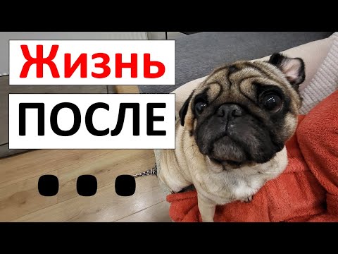 Видео: Кастрация, последствия, мопс.