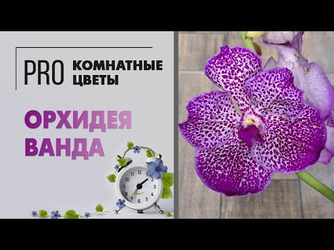 Видео: Орхидея Ванда. Редкая, прекрасная и неприхотливая. Уход за комнатной орхидеей в домашних условиях.
