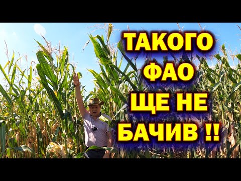 Видео: 🤔ЯКЕ  КРАЩЕ🌽 ФАО 580 🌽ФАО 250  🌽ЧИ ФАО 190❓️