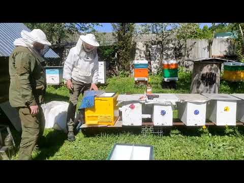 Видео: Как купить пчёл? Еду к Владимиру Жукову.