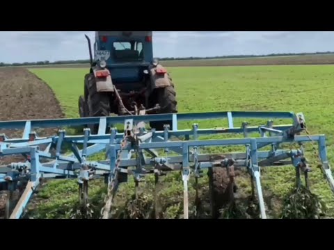 Видео: Культивація,посів,боронування, огляд посівів після всходів! Т-40АМТ із КПСП-4М і СЗБ-7.