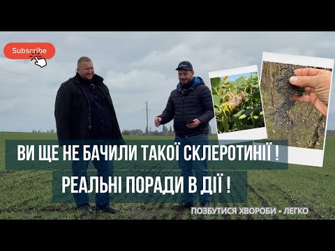 Видео: Ця хвороба знищила гектари посівів — агроном пояснює, як діяти! СКЛЕРОТИНІЯ АТАКУЄ!