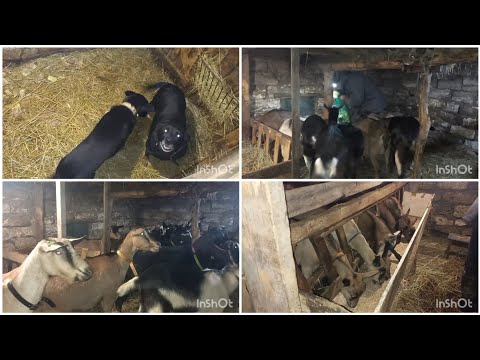 Видео: ✨️7 января РЗЫГРЫШ КОЗ🐐! Работа келпи🐕 в хозяйстве КОЗИЙ КУРМЫШ.