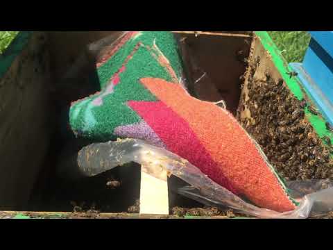 Видео: Семья без матки ( трутовка ), как правильно поступить