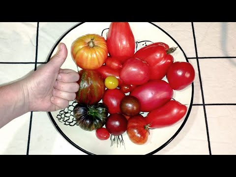 Видео: ЭТИ ТОМАТЫ БУДУ САЖАТЬ ВСЕГДА! САМЫЕ ВКУСНЫЕ! САМЫЕ УРОЖАЙНЫЕ!