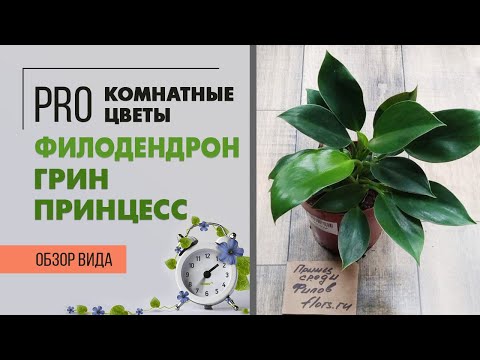 Видео: Филодендрон Грин Принцесс - обзор сорта | Неприхотливое комнатное растение