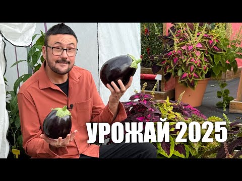 Видео: Посмотрите на мой урожай в конце лета 🍆🥦