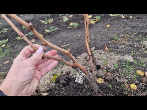 Видео: Чи садовити дворічні саджанці винограду?
