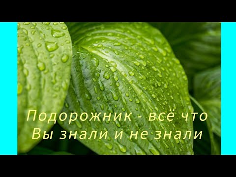 Видео: Подорожник. Целебный отвар и настой из подорожника.