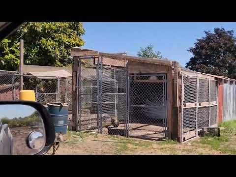 Видео: Немного о содержании на одном корпусе семьи