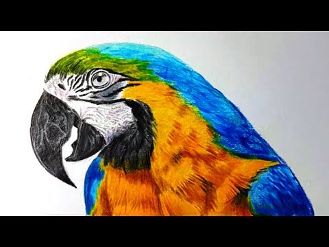 Видео: Как нарисовать ПОПУГАЯ ЦВЕТНЫМИ КАРАНДАШАМИ! Учимся рисовать ПОПУГАЯ ! Как Научиться РИСОВАТЬ