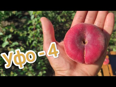 Видео: Инжирный персик Уфо-4