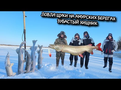 Видео: ЛОВЛЯ ЩУКИ НА АМУРСКИХ БЕРЕГАХ. ЗУБАСТЫЙ ХИЩНИК