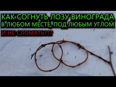 Видео: Как согнуть лозу винограда в любом месте, под любым углом и не сломать #ТриЭкоВиноградник