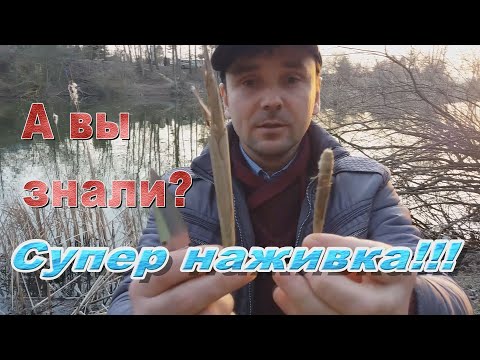 Видео: Супер наживка живет прямо на берегу