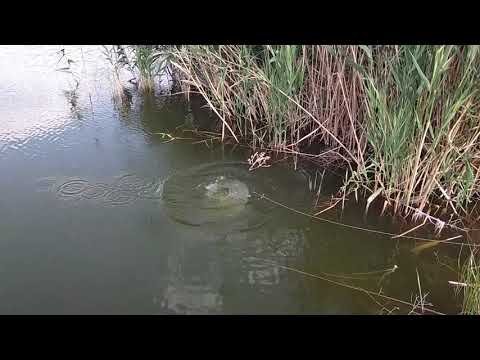 Видео: Ловля раков в Казахстане