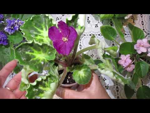 Видео: Фиалочные чудеса!Пропал центр роста!Решаем проблему!