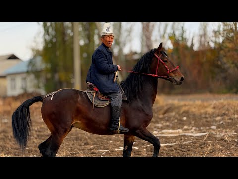 Видео: АТ ТОПКО ӨТӨ КАТТУУ БАРАТ 💪🏻 #байтв 
