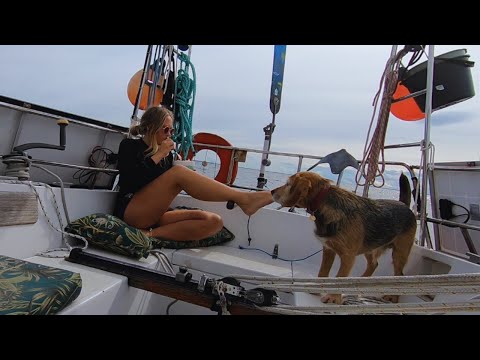 Видео: Никакого автопилота, никакой спешки — только я, моя собака и море