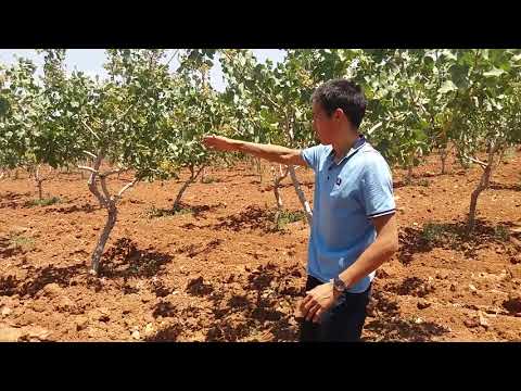Видео: Мисте_8