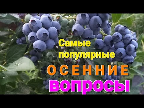 Видео: Голубика. ОТВЕТЫ на популярные ОСЕННИЕ вопросы