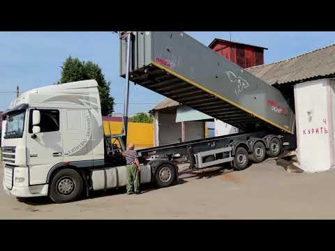 Видео: MEGA Light 42m3 и DAF XF - выгрузка рапса / unloading rapeseed