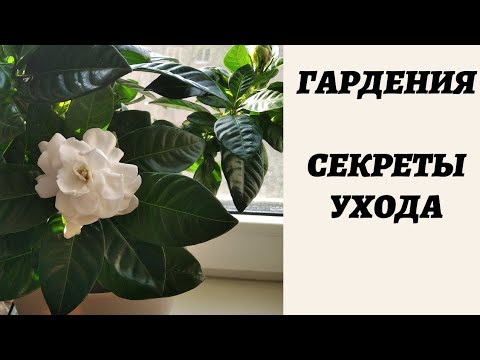 Видео: Гардения. Уход в домашних условиях.