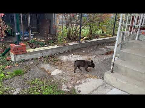 Видео: Всё так ОЧЕНЬ медленно в доме на Юге и не остаётся времени НА ЖИЗНЬ