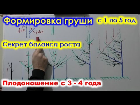 Видео: Формировка ГРУШИ разреженно-ЯРУСНОЙ КРОНОЙ с 1 по 5 год. Ускоряем плодоношение.