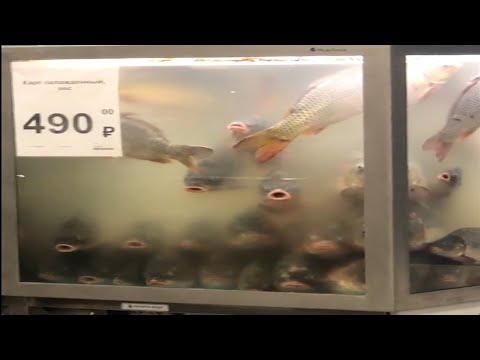Видео: 🎉 ТОП ВИДЕО из ТИК ТОК | Мемы #21