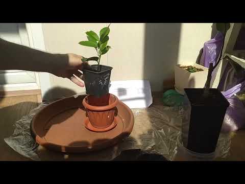 Видео: Питомник павловские лимоны 1