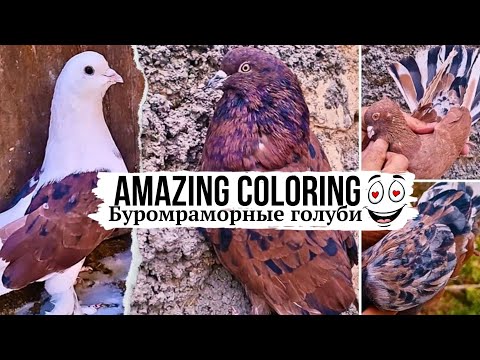 Видео: ВОСХИТИТЕЛЬНО! 🤩 Буромраморные, мраморнобокие голуби Ирана | Amazing Iranian coloring pigeons