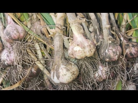 Видео: копаем чеснок и лук,урожай 2024года